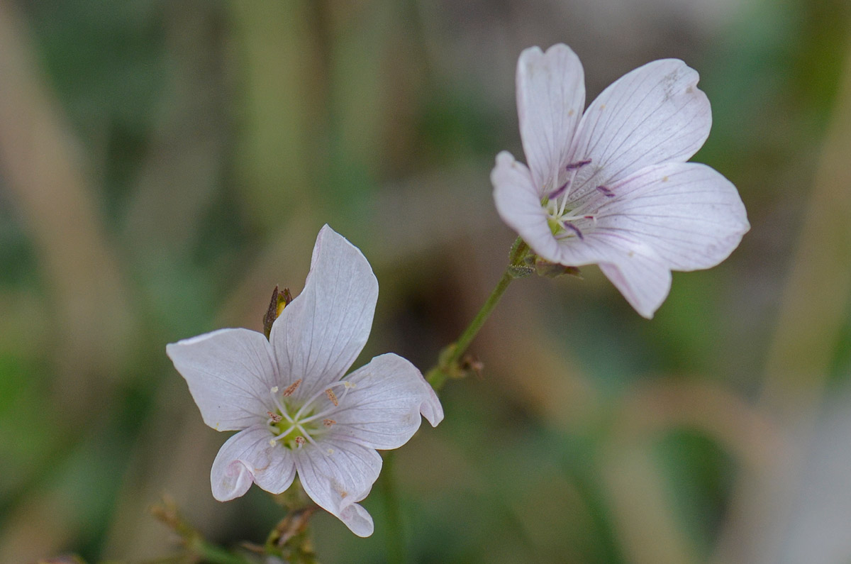 Linum tenuifolium / Lino a foglie strette